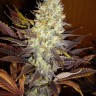 Семена ганжа  Auto Northern Blue feminised Ganja Seeds