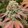 Семена ганжа  Auto Northern Blue feminised Ganja Seeds
