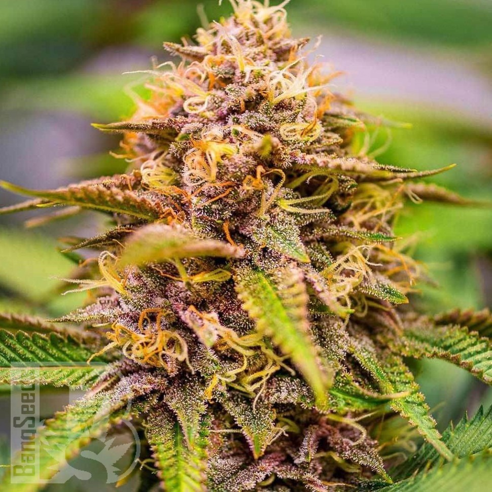 Семена ганжа  Auto Northern Blue feminised Ganja Seeds