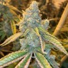 Семена ганжа  Auto Northern Blue feminised Ganja Seeds