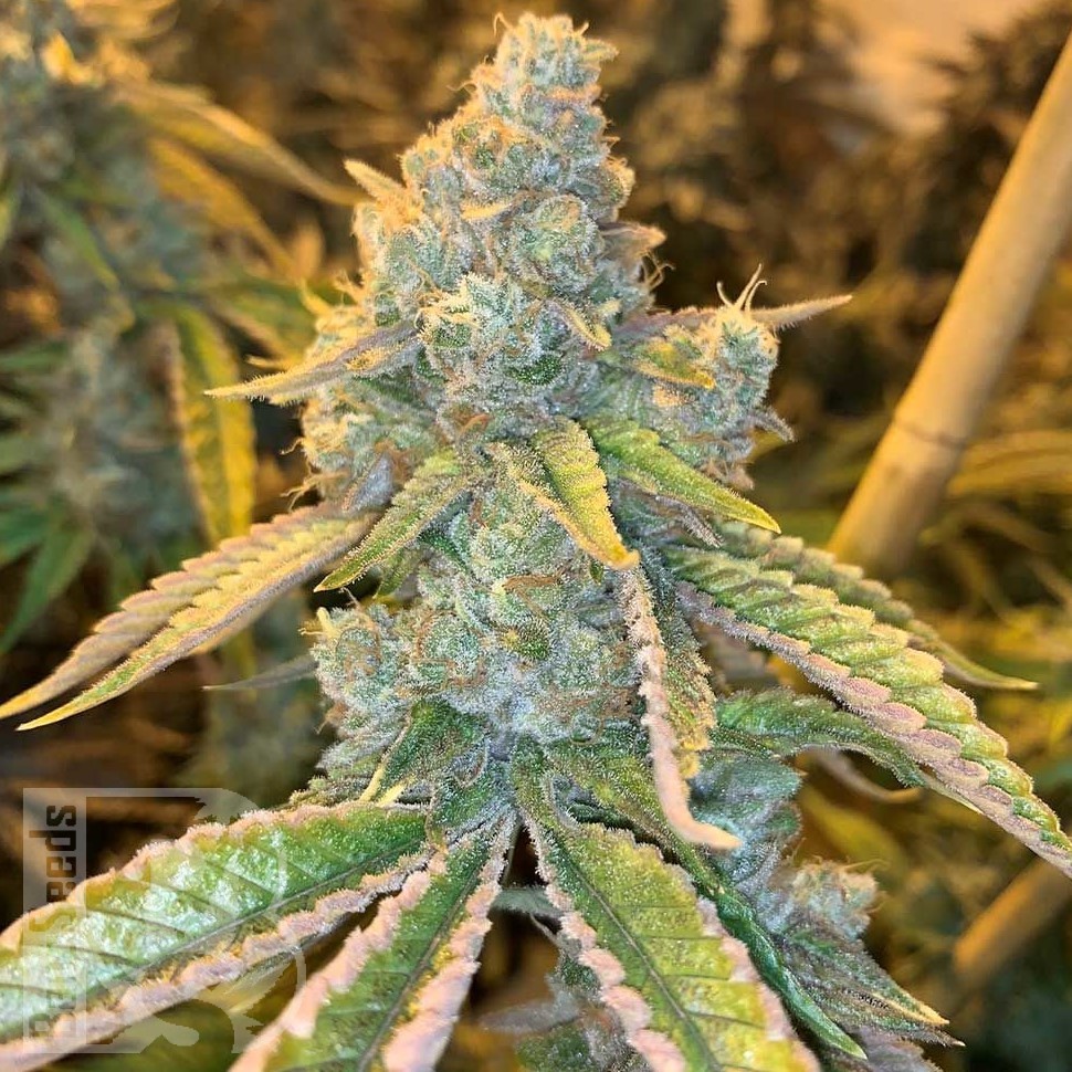 Семена ганжа  Auto Northern Blue feminised Ganja Seeds