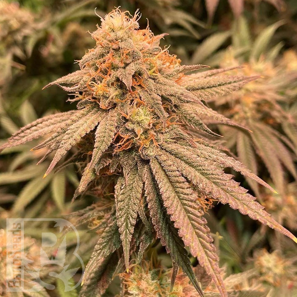 Семена ганжа  Auto Northern Blue feminised Ganja Seeds