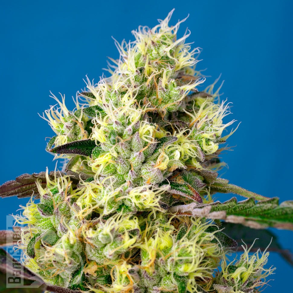 Семена  Auto Sweet Gelato feminised Ganja Seeds