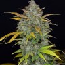 Семена  Auto Sweet Gelato feminised Ganja Seeds