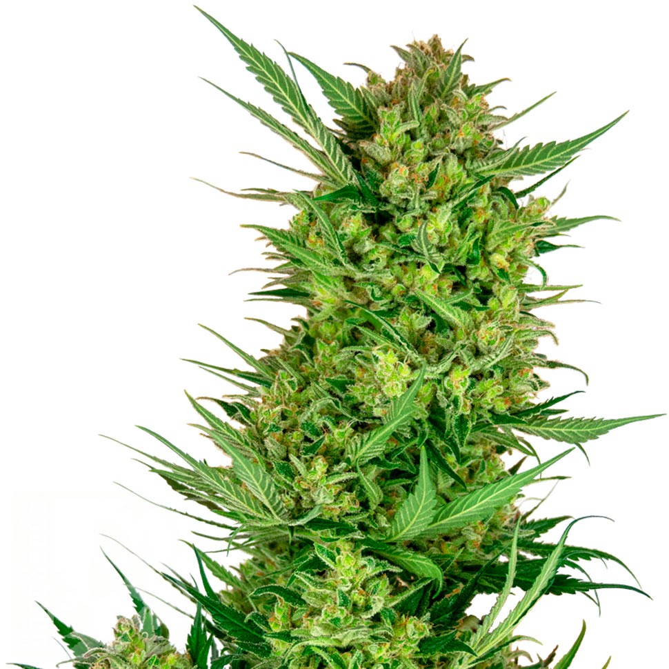 Семена  Auto Sweet Gelato feminised Ganja Seeds