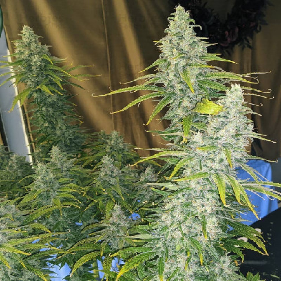 Семена  Eleven Roses feminised Fast Version Ganja Seeds 