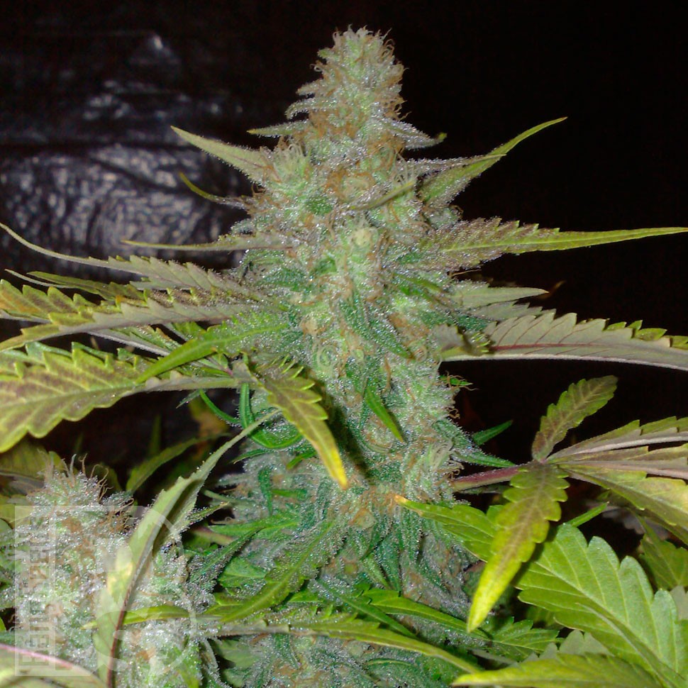 Семена ганжа  Auto Northern Lights CBD feminised Ganja Seeds