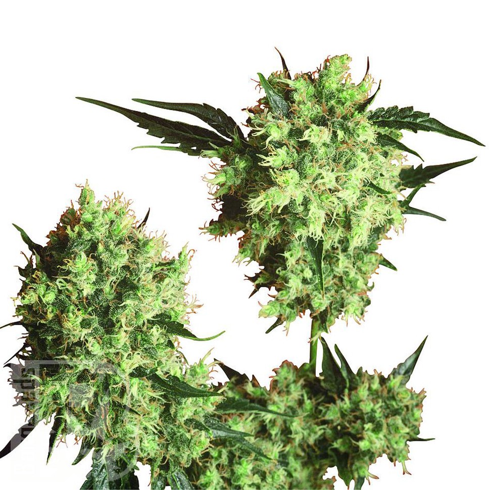 Marley's Collie feminised Ganja Seeds