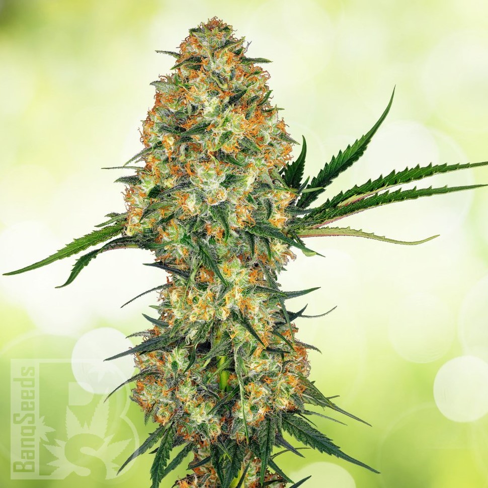 Marley's Collie feminised Ganja Seeds