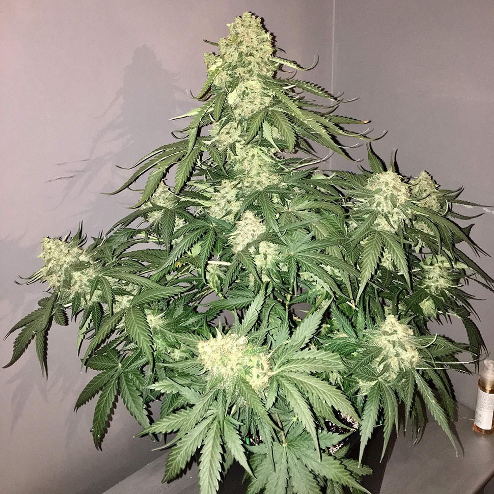 Семена марихуаны  Auto Shalkar feminised Bang Seeds