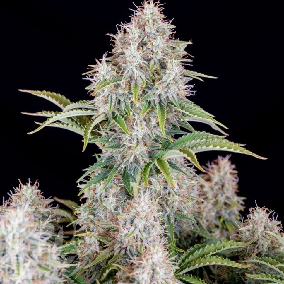 Семена марихуаны  Auto Shalkar feminised Bang Seeds