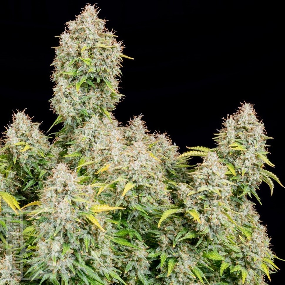 Семена марихуаны  Auto Shalkar feminised Bang Seeds