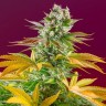 Покупка дешевых семян Gorilla Girl feminised Ganja Seeds Fast Version