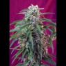 Купить лучшие семена Gorilla Girl feminised Fast Version