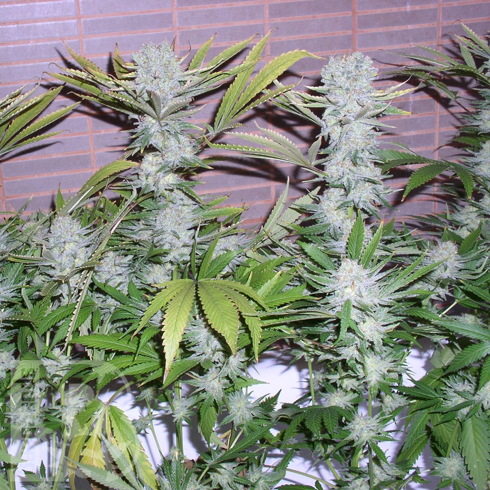 Семена  Northern Lights x Chronic feminised Ganja Seeds