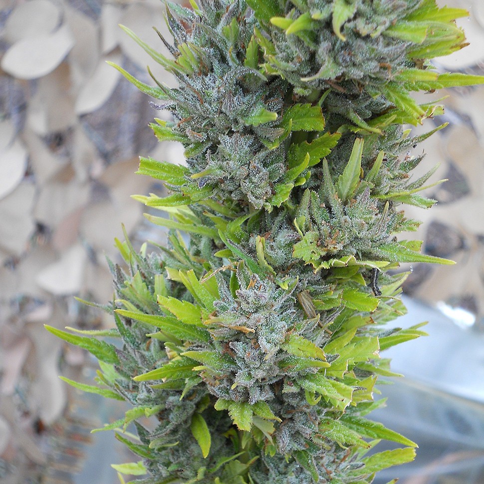 Семена  Colombian Gold feminised Ganja Seeds