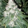Семена каннабиса  Amnesia Lemon feminised Ganja Seeds