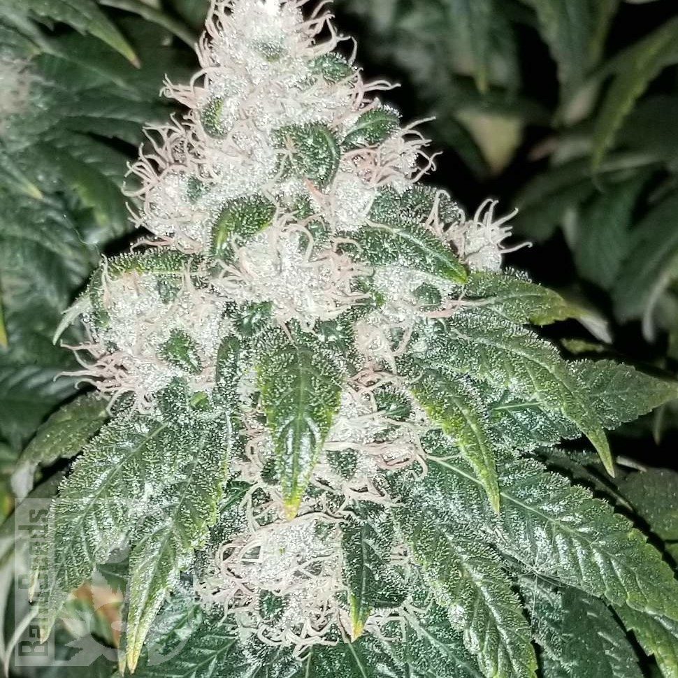 Семена каннабиса  Amnesia Lemon feminised Ganja Seeds