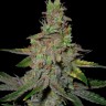 Семена  Auto Talas feminised Bang Seeds