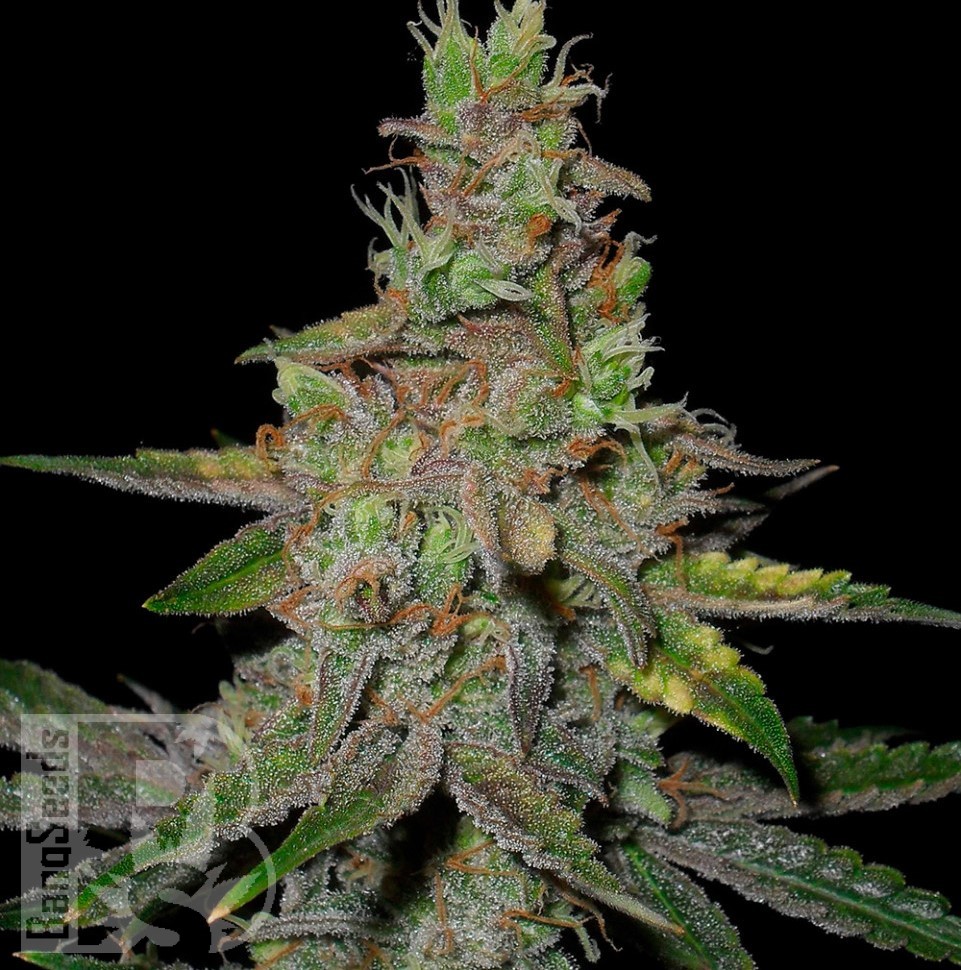 Семена  Auto Talas feminised Bang Seeds