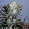 Семена  Auto Talas feminised Bang Seeds