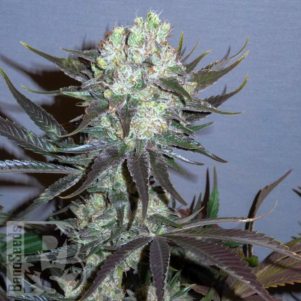 Семена  Auto Talas feminised Bang Seeds