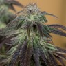 Семена  Auto Talas feminised Bang Seeds