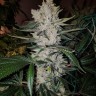 Лучший выбор семян Gorilla Zkittlez feminised Ganja Seeds