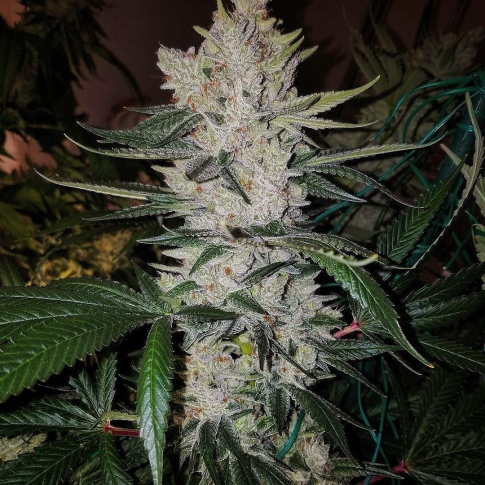 Семена каннабиса  Gorilla Zkittlez feminised Ganja Seeds
