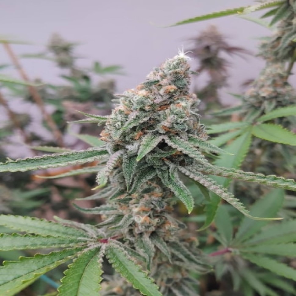 Купить элитные семена Gorilla Zkittlez