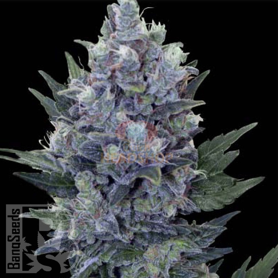 Семена конопли Auto Northern Lights x Blue feminised Ganja Seeds