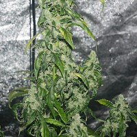 Massive Haze feminised Ganja Seeds