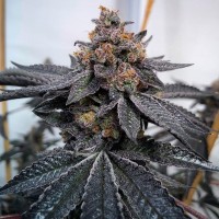Dos-Si-Dos feminised Ganja Seeds
