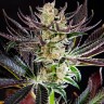 Семена  Dos-Si-Dos feminised Ganja Seeds