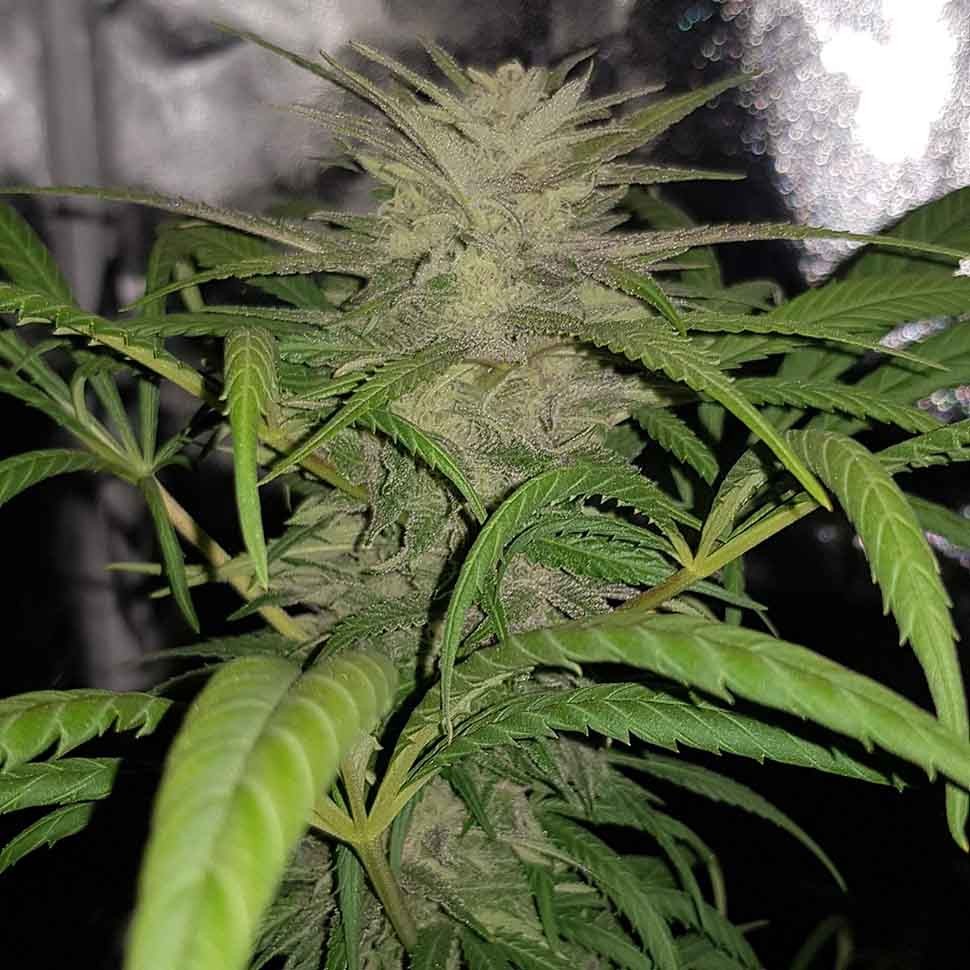 Семена каннабиса  Auto Shark regular Ganja Seeds