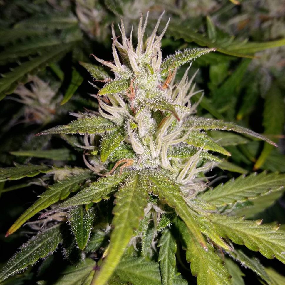 купить семена конопли марихуаны Auto GT reg