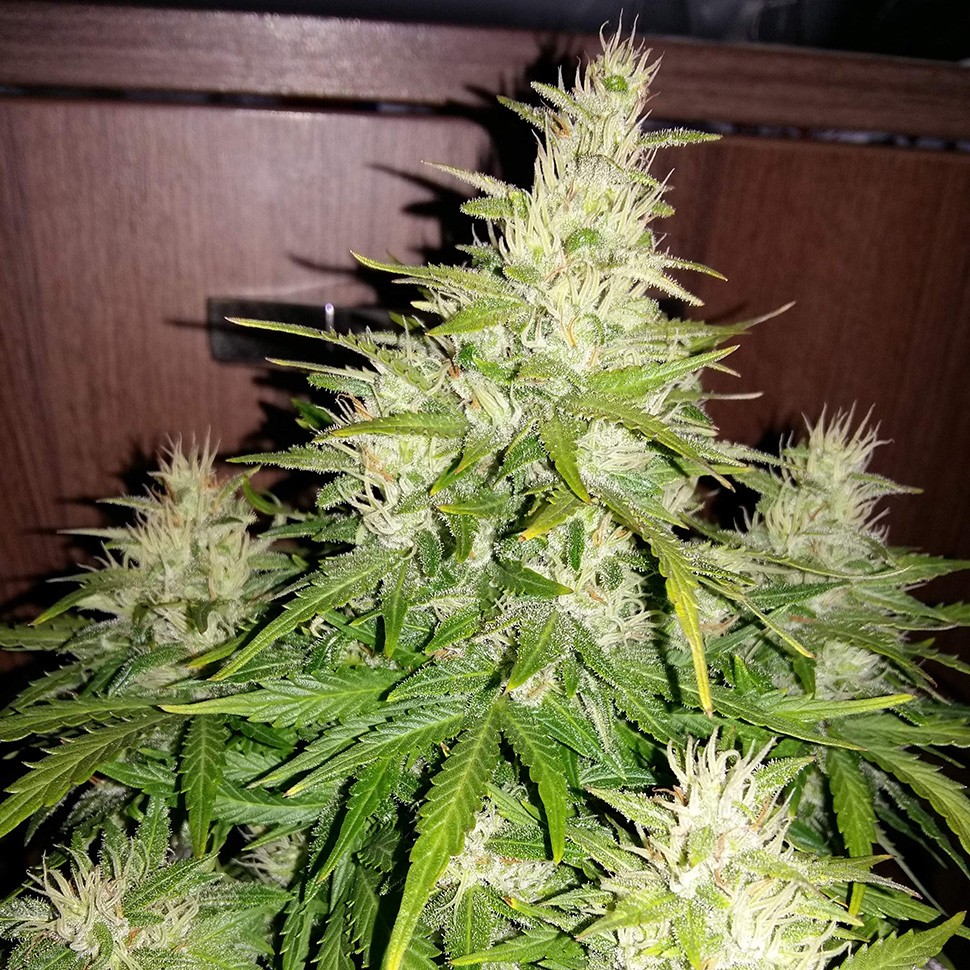 Семена каннабиса  Auto GT regular Ganja Seeds