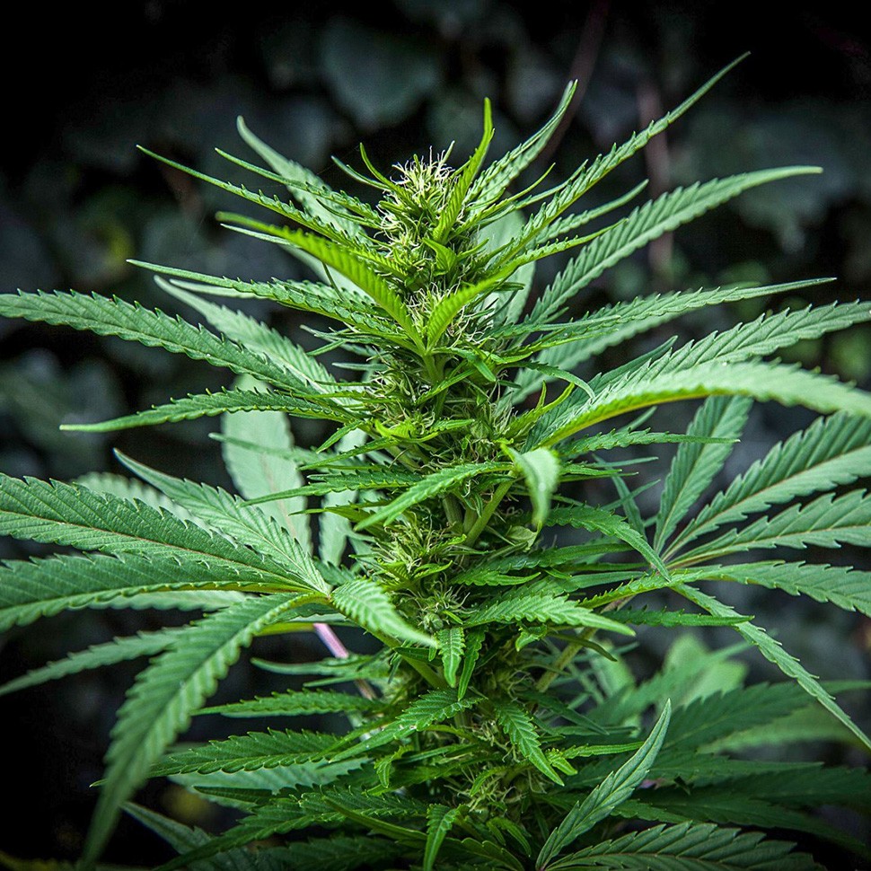 заказать семена конопли курьером Auto GT reg