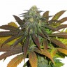 Семена марихуаны  Powerful regular Ganja Seeds