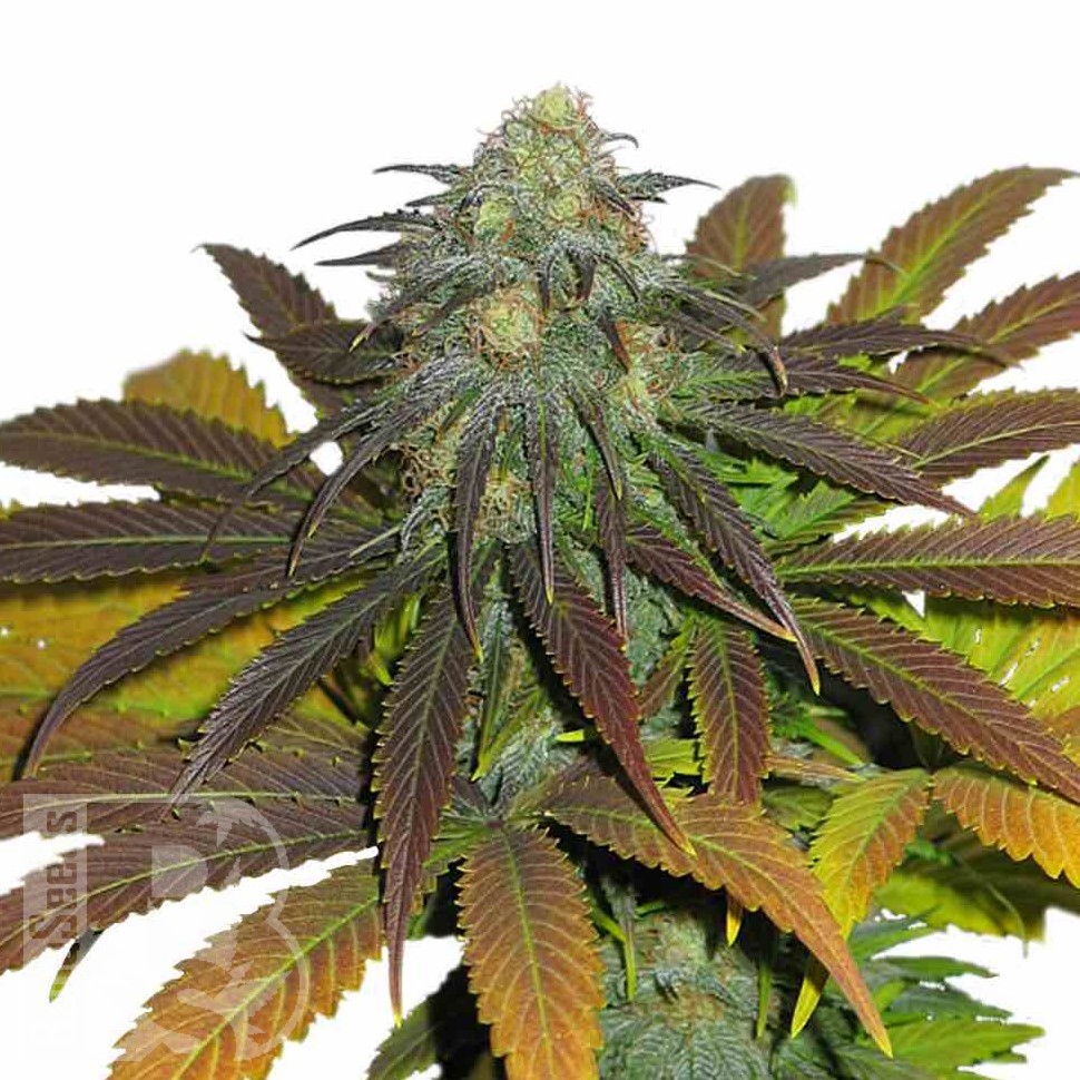 Семена марихуаны  Powerful regular Ganja Seeds