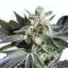 Семена конопли  Black Jack feminised Ganja Seeds