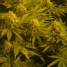 Auto Pineapple feminised Ganja Seeds