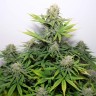 Auto Talgar feminised Bang Seeds