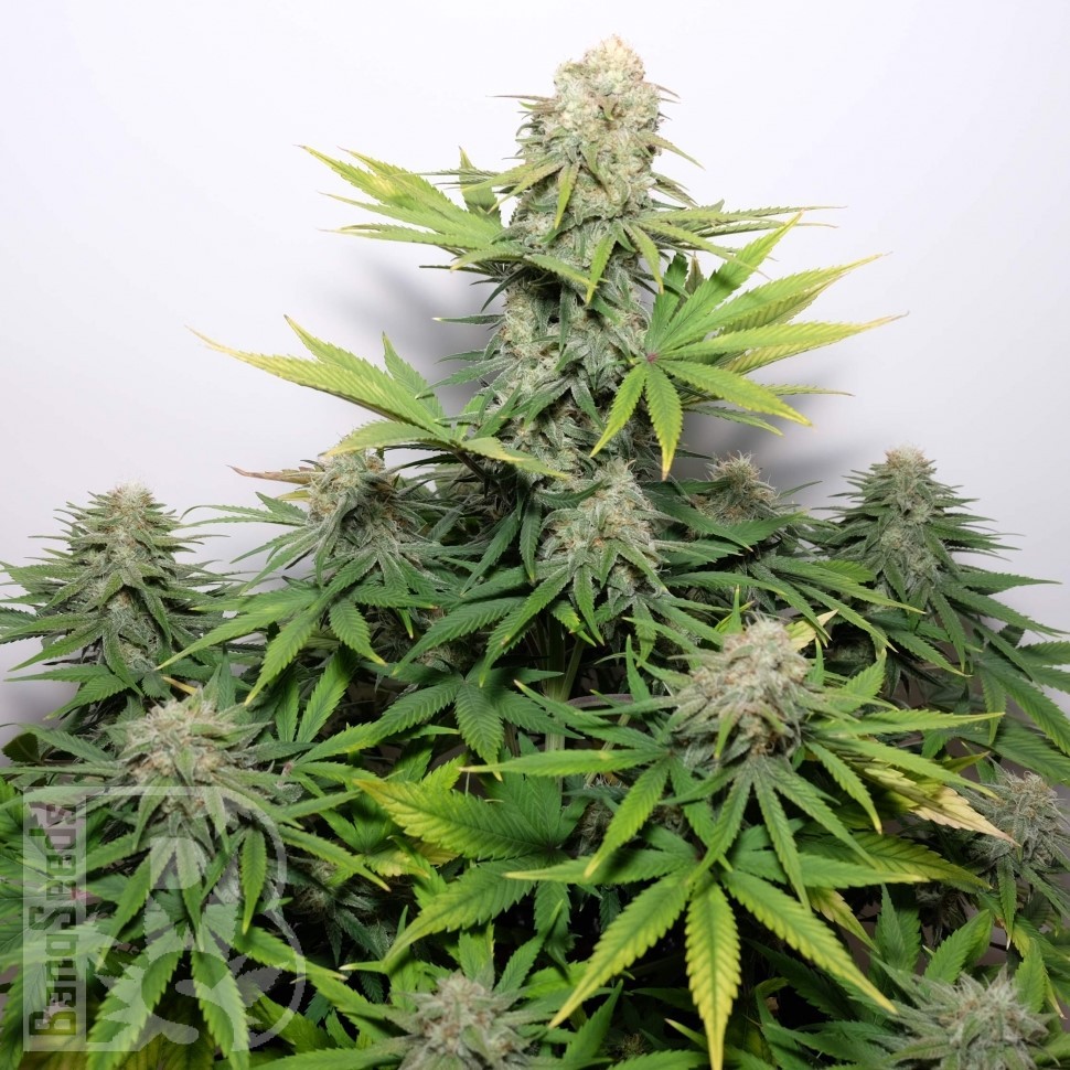 Семена  Auto Talgar feminised Bang Seeds
