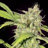 Семена  Auto Talgar feminised Bang Seeds