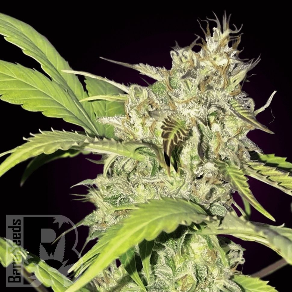 Семена  Auto Talgar feminised Bang Seeds