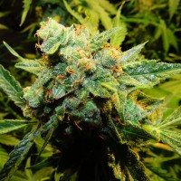 Auto Northern Lights x Haze feminised Ganja Seeds