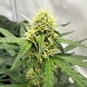 Auto Do-Si-Dos feminised Ganja Seeds