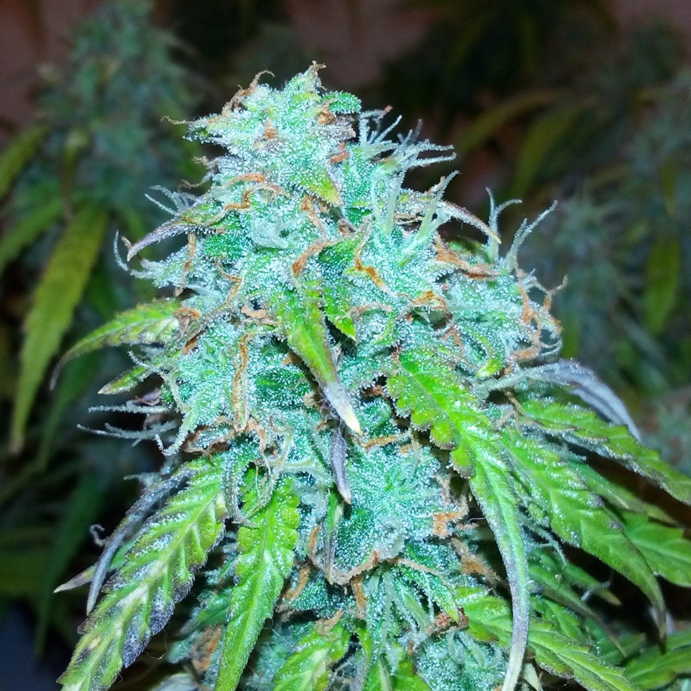Семена марихуаны  Auto Jet 47 regular Ganja Seeds