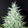 Tutankhamon feminised Ganja Seeds
